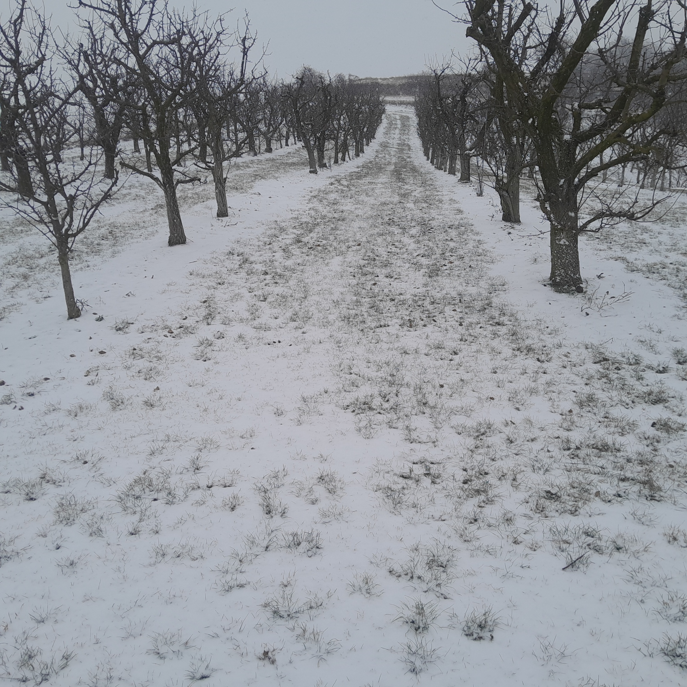 Schneedecke im Marillengarten
